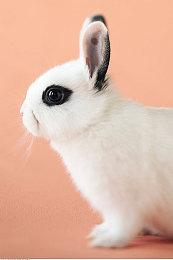 2K公布《无主之地4》小吵闹中配演员：张杰楠老师